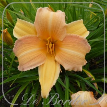 Hemerocallis 'Sea Gold'
