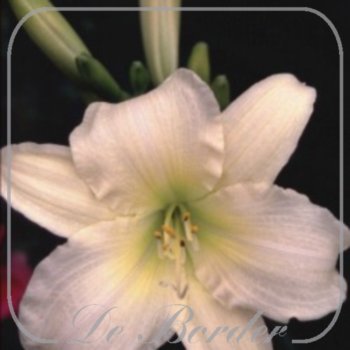Hemerocallis 'Serena Madonna'