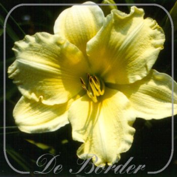 Hemerocallis 'Showy Plate'