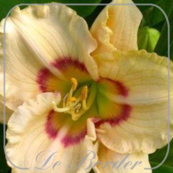 Hemerocallis 'Siloam Baby Talk'