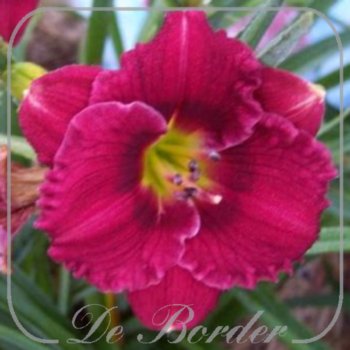 Hemerocallis 'Siloam Grace Stamile'