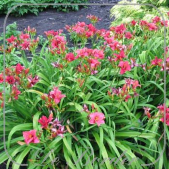 Hemerocallis 'Siloam Red Toy'