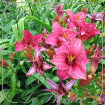 Hemerocallis 'Siloam Red Toy'