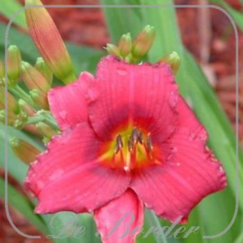 Hemerocallis 'Siloam Red Toy'