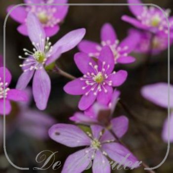 hepatica-nobilis-woodside-red-544.jpg Hepatica nobilis 'Woodside Red'