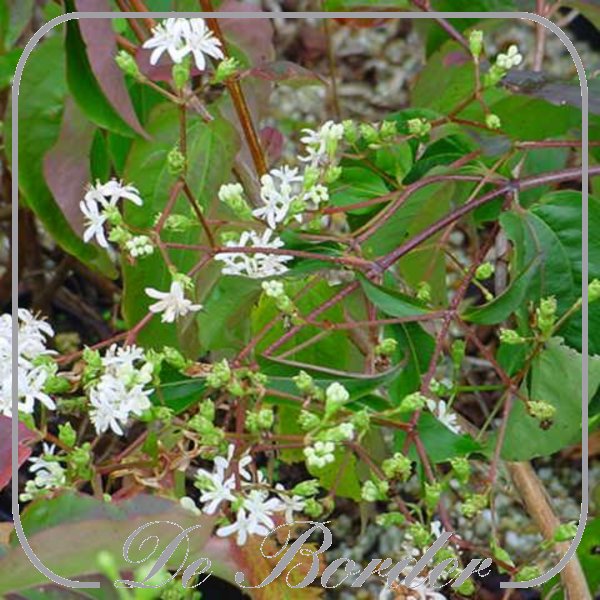 heptacodium-miconioides-temple-of-bloom-611 Heptacodium miconioides 'Temple of Bloom