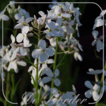 Hesperis matronalis 'Alba'