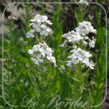 Hesperis matronalis 'Alba'