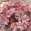 Heuchera 'Chocolate Ruffles'