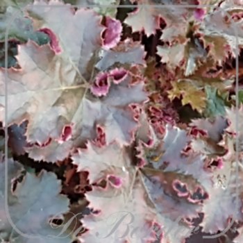 Heuchera 'Chocolate Ruffles'