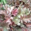 Heuchera 'Chocolate Ruffles'