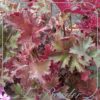 Heuchera 'Chocolate Ruffles'
