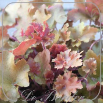 Heuchera 'Eye Spy'