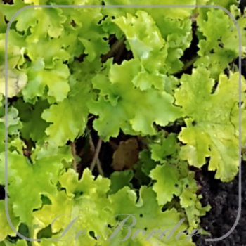 heuchera-lime-marmelade-307 Heuchera 'Lime Marmelade'
