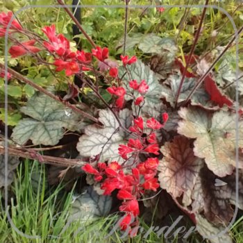 Heuchera 'Red Pearls'