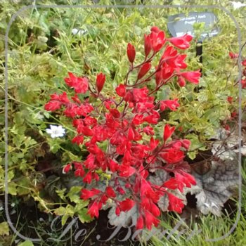 Heuchera 'Red Pearls'