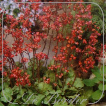 Heuchera sanguinea