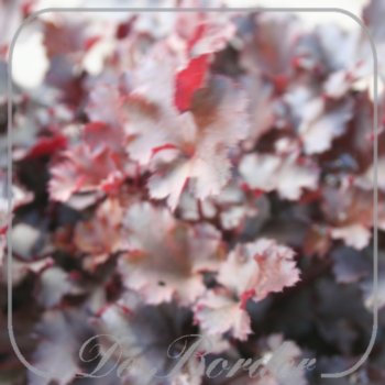 Heuchera 'Timeless Night'