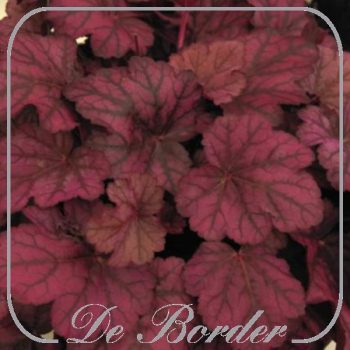 Heuchera 'Wild Rose'