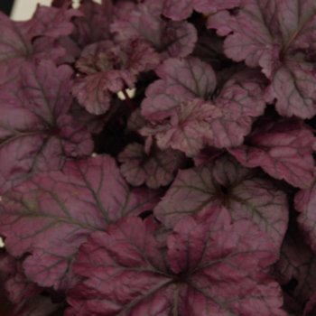 Heuchera 'Wildberry'