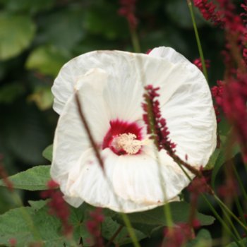 hibiscus-moscheutos-old-yella-838 Hibiscus moscheutos 'Old Yella'
