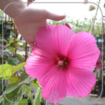 hibiscus-royal-gems-866.jpg Hibiscus 'Royal Gems'