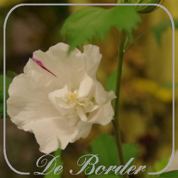 Hibiscus syriacus 'Flower Tower White'