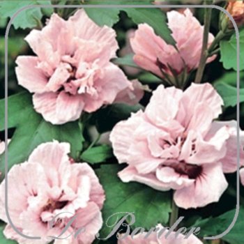 Hibiscus syriacus 'Lady Stanley'