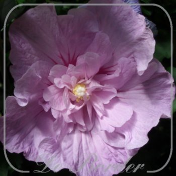 hibiscus-syriacus-lavender-chiffon-80-100-cm-c10-235 Hibiscus syriacus 'Lavender Chiffon'