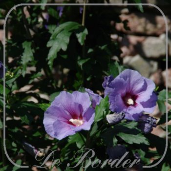 Hibiscus syriacus 'Marina'