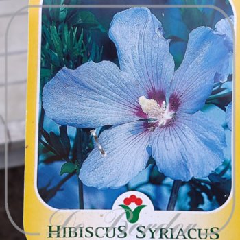 hibiscus-syriacus-oiseau-bleu-336 Hibiscus syriacus 'Blue Bird'