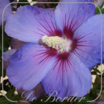 Hibiscus syriacus 'Oiseau Bleu'