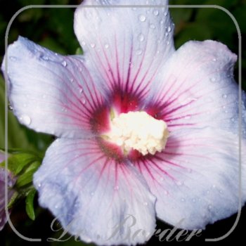 hibiscus-syriacus-oiseau-bleu-40-50-cm-c3-541 Hibiscus syriacus 'Oiseau Bleu'
