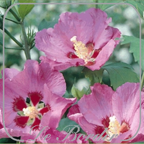 hibiscus-syriacus-pink-giant-537 Hibiscus syriacus 'Pink Giant'