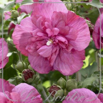 Hibiscus syriacus 'RWOODS5' (MAGENTA CHIFFON)