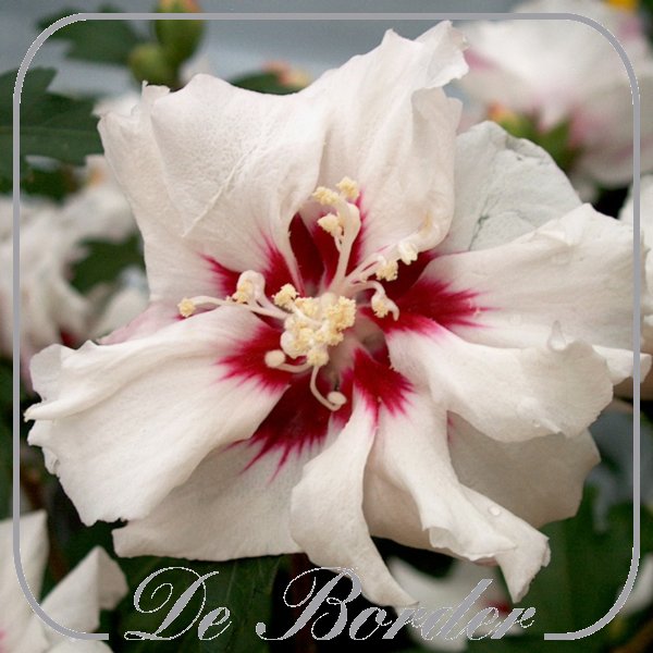 Hibiscus syriacus 'Speciosus'