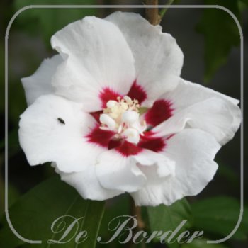 Hibiscus syriacus 'Speciosus'