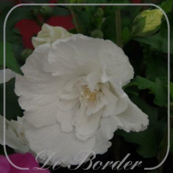hibiscus-syriacus-white-chiffon-40-50-cm-c3-612 Hibiscus syriacus 'White Chiffon'