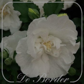 hibiscus-syriacus-white-chiffon-40-50-cm-c3-927 Hibiscus syriacus 'White Chiffon'