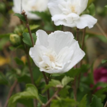 hibiscus-syriacus-white-chiffon-688 Hibiscus syriacus 'White Chiffon'