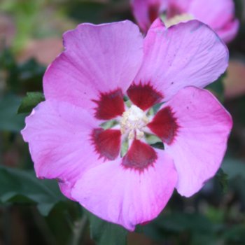 Hibiscus syriacus 'Woodbridge'