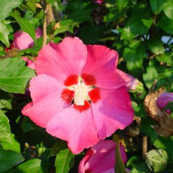 Hibiscus syriacus 'Woodbridge'