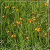 Hieracium aurantiacum