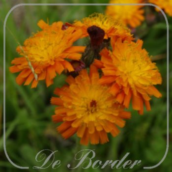 Hieracium aurantiacum