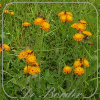 Hieracium aurantiacum