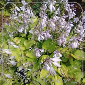 Hosta 'Birchwood Parky's Gold'