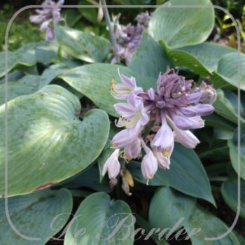 hosta-canadian-blue-975 Hosta 'Canadian Blue'