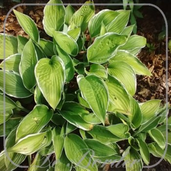 Hosta 'Carol'