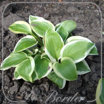 hosta-diana-remembered-937 Hosta 'Diana Remembered'