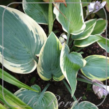 Hosta 'Forest Fire'